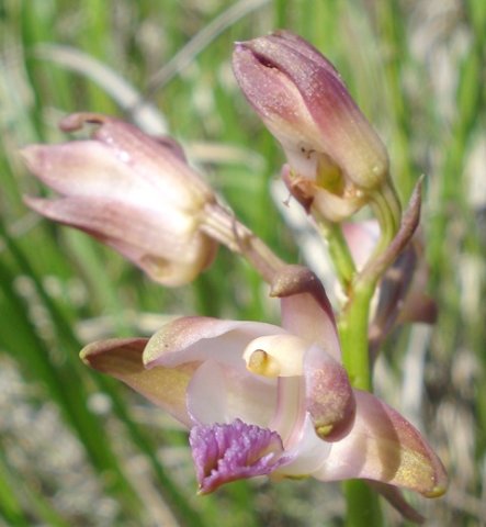 Orthochilus aculeatus subsp. huttonii